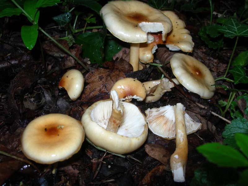 Limacella ochraceolutea Limacella ochraceolutea